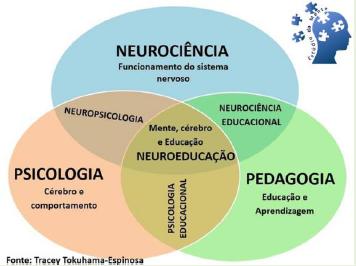 A neurociência e suas contribuições para o desenvolvimento