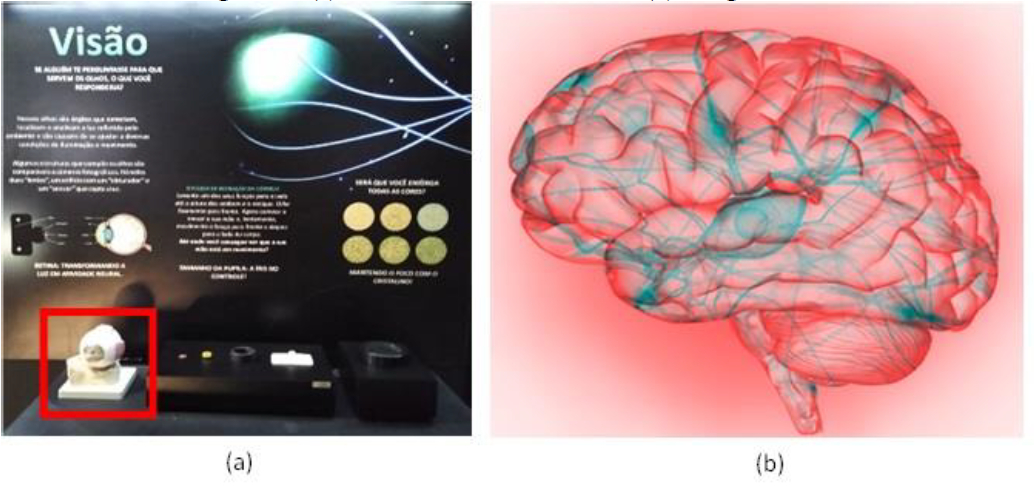 Painel de Anatomia Sistema Nervoso Mapas Escolares